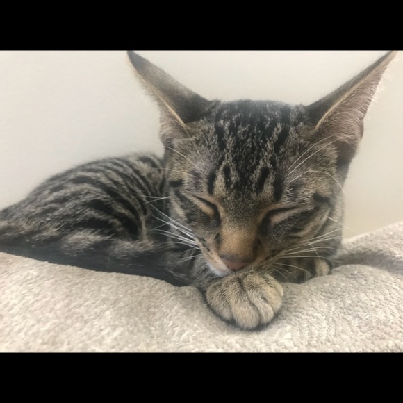 Meet your Posher, Alisom - Picture 1 of 1